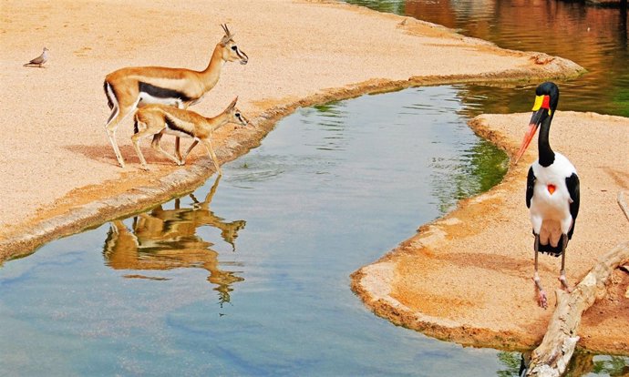 Nuevas Crías En El Bioparc