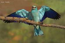 Carraca, Ave Del Año 2012