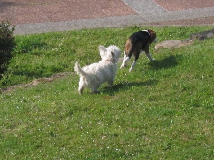 Perros En Un Parque En Santander