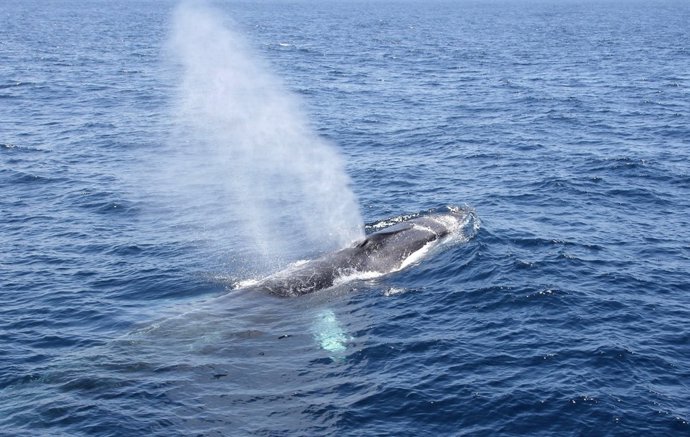 Ejemplar De Rorcual Común En El Estrecho De Gibraltar