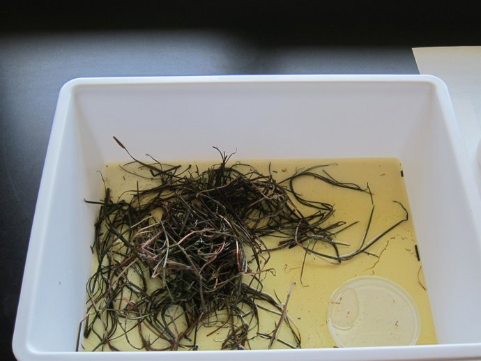 Algas (macrófitos) donde anidan larvas de mosca negra