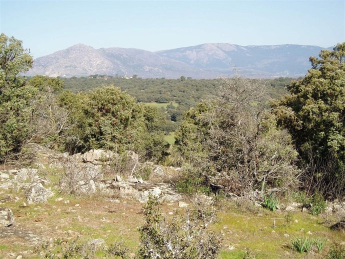 Monte de Valdemorillo