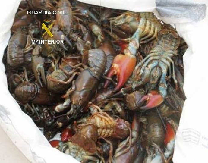 Cangrejos intervenidos