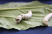 Científicos descubren cómo la motivación personal modifica el sistema nervioso con rapidez