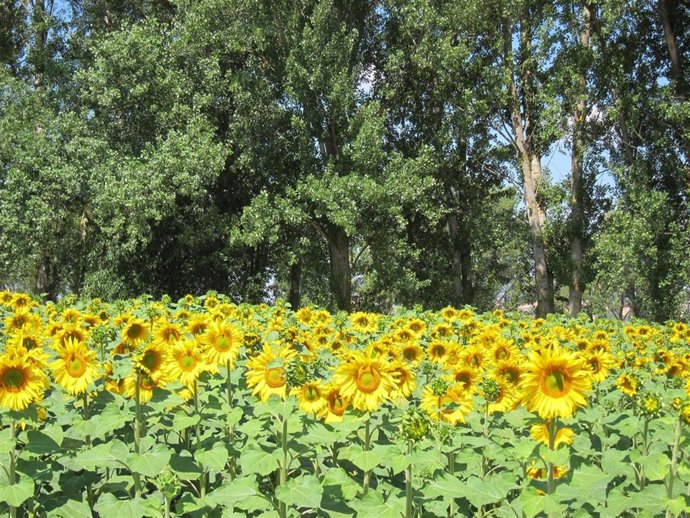 Campo De Girasoles, Aceite De Girasol, Pipas