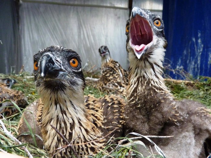 Pollos de águila pescadora. 