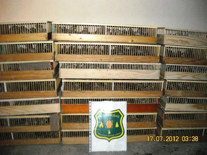 Pájaros cantores intervenidos