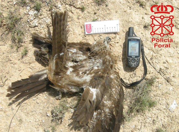 Uno de los milanos negros encontrados.