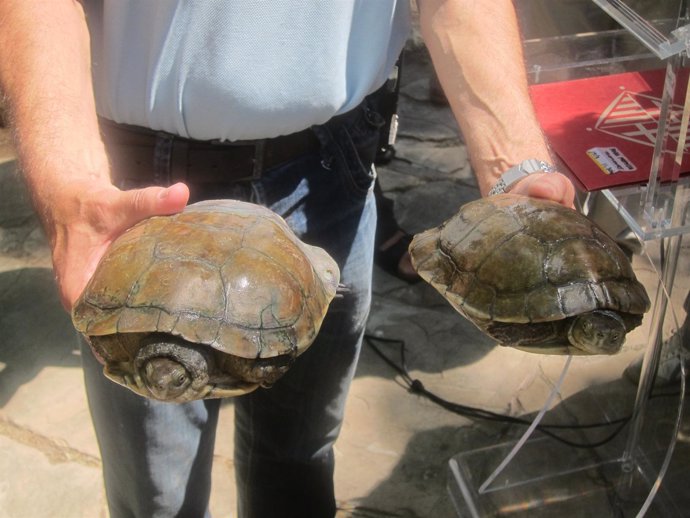 Dos galápagos leprosos, una tortuga protegida típica del Delta del Llobregat