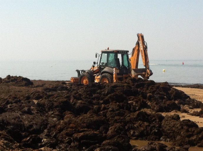 Retirada de algas en las playas de Punta Umbría. 