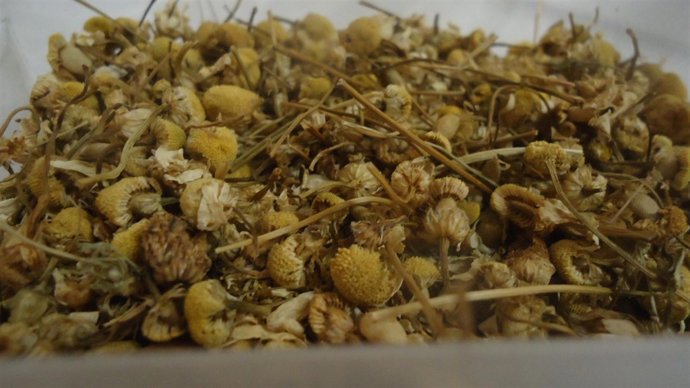 Camomila, plantas medicinales