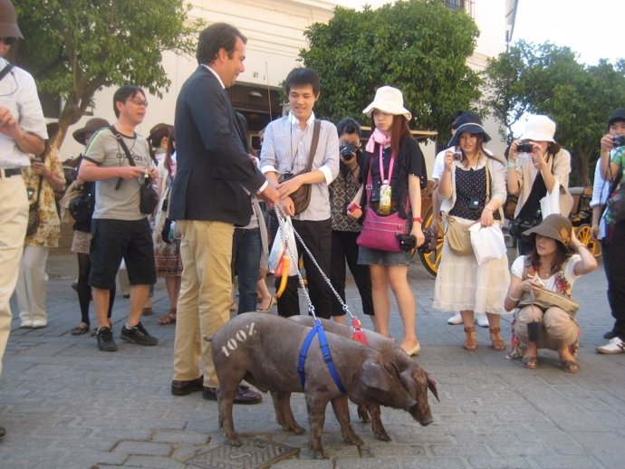 Los cerdos ibéricos de '5J' por el centro de Sevilla.