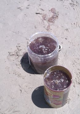 Medusas llegadas a las costas algecireñas