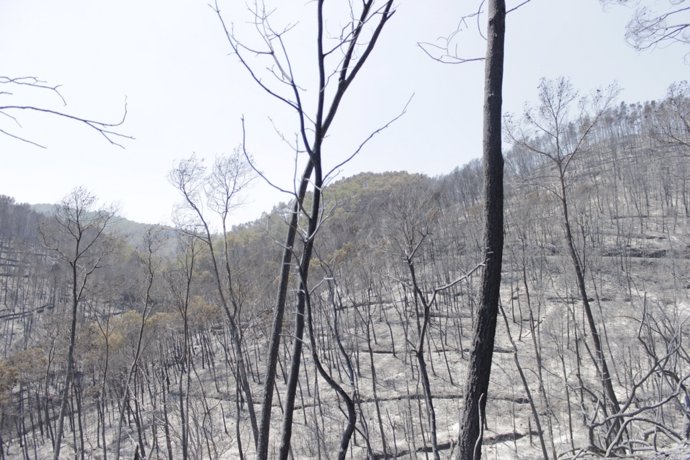 Bosques Del Flanco Oeste Del Incendio Del Empordà