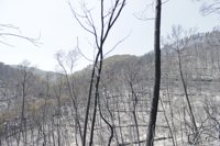 Incendios.- El Gobierno catalán ve más eficaz la presión social para evitar el incivismo que endurecer la ley