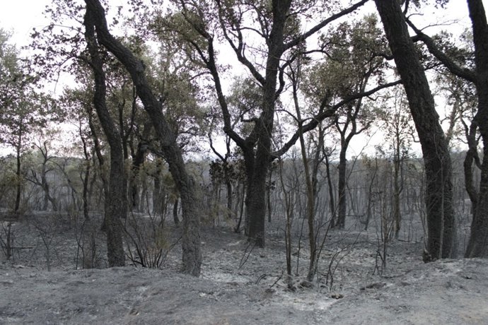 Incendio Del Empordà