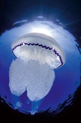 Exposición 'El mar'