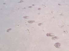 Medusas muertas en la orilla de las playas algecireñas