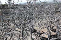 Los alcaldes de la zona quemada en Empordà: "Ha sido dantesco"