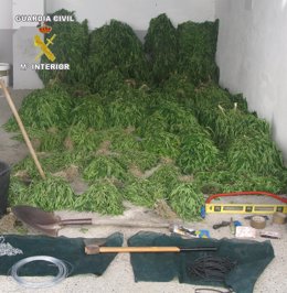 Plantación de marihuana desmantelada en Ibi