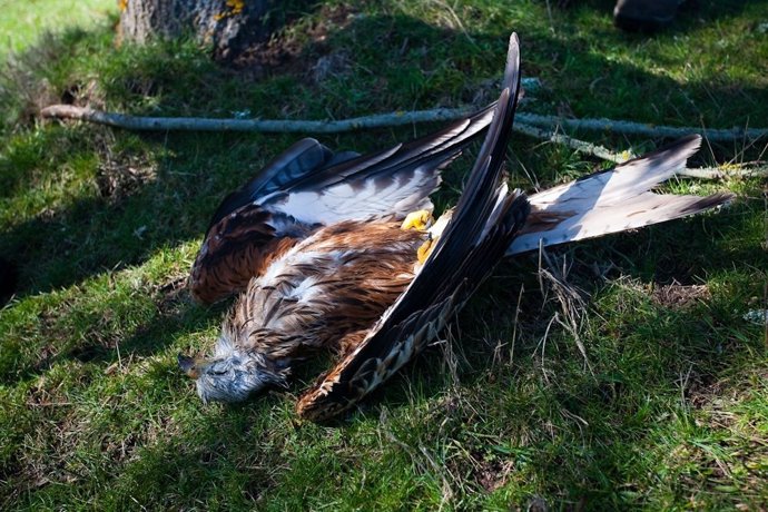 Imagen de un milano envenenado