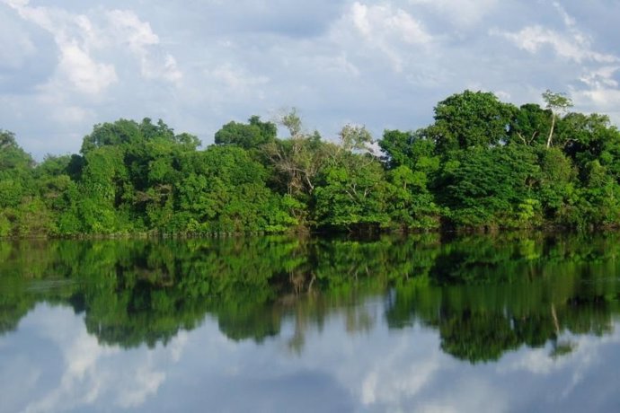 Bosque Tropical En Manaos (Brasil). Selva Amazónica