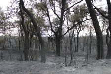 Incendio Del Empordà