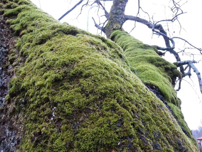 Musgo. Humedad, Húmedo.