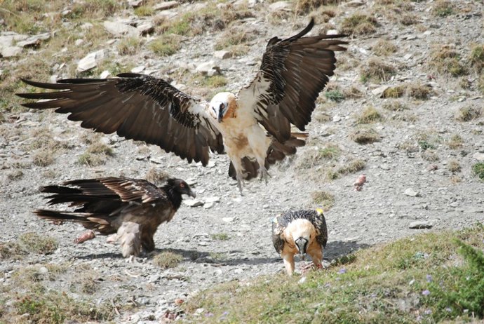 Ejemplares de quebrantahuesos