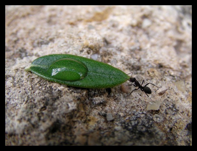 Una Hormiga Lleva Una Gota De Agua En 'Gota De Esencia' 