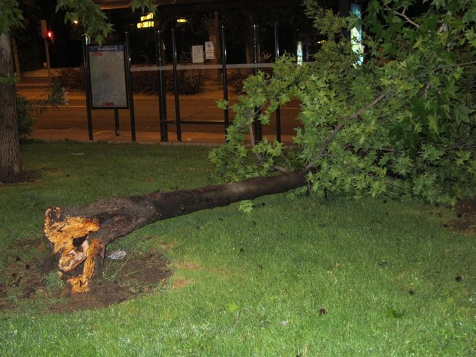 árbol Arrancado Por La Tormenta