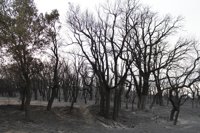 Los Bomberos llegaron tarde al incendio de Portbou por falta de efectivos 