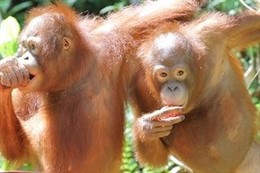 Orangutanes en Indonesia