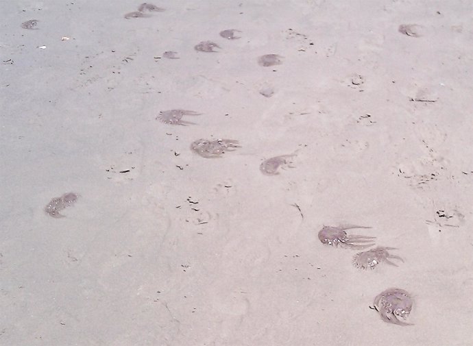 Medusas muertas en la orilla de las playas algecireñas
