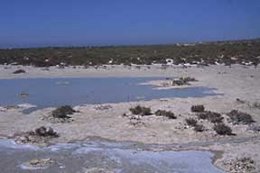 Salinas De Los Cerrillos, En Punta Entinas-Sabinar 