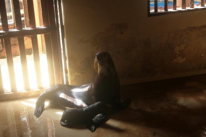 León marino recién nacido junto a su madre