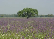 Alcornoque en Doñana