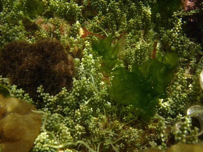 Caulerpa Racemosa, Alga