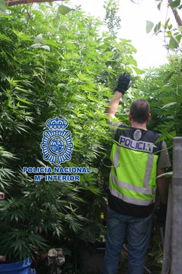 Plantas De Marihuana Incautadas Por La Policía En Castellón.