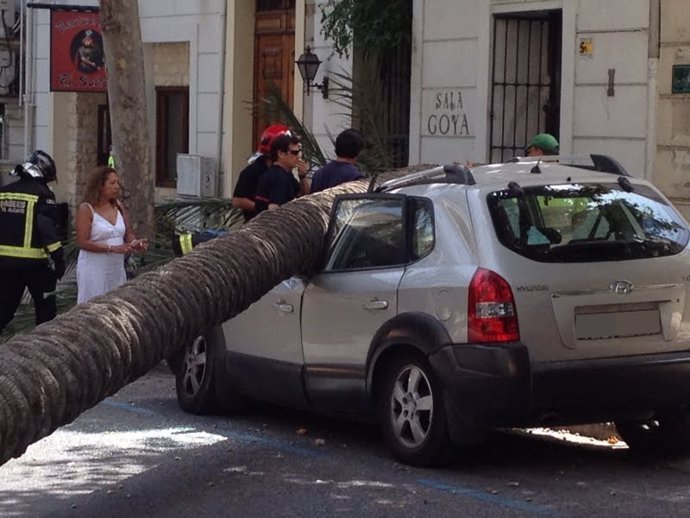 Palmera caída sobre un coche en Alicante