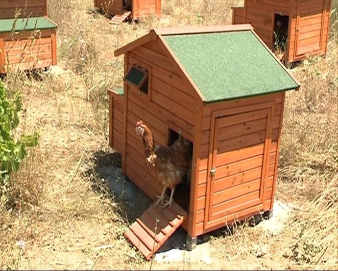 Chalet Acondicionado Para Gallinas De Avícola Redondo