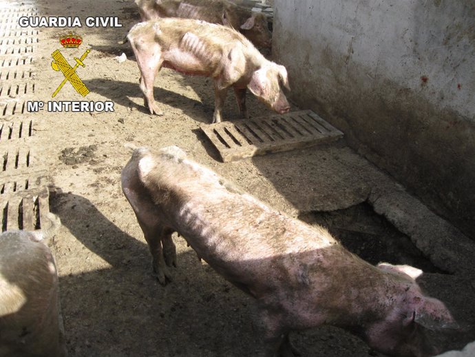 Imagen de los cerdos en estado de abandono