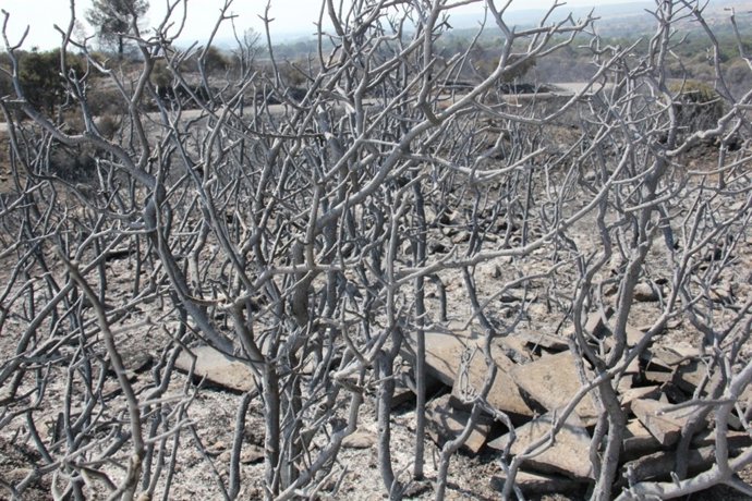 Consecunecias del incendio en el Empordà