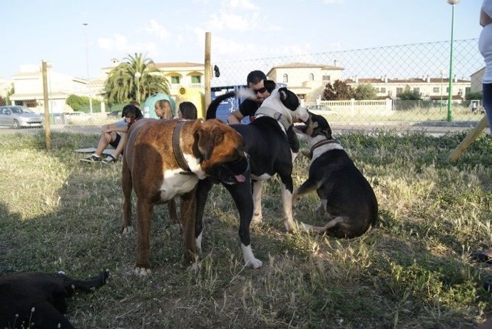 Zona de socialización para perros en Marratxí