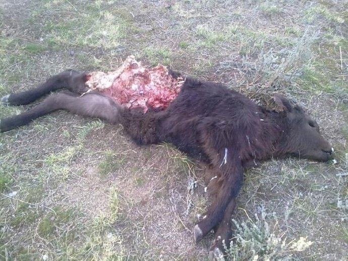 Ternero muerto en Navalacruz (Ávila)