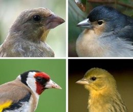 Aves Fringílidas. Pájaros Cantores.