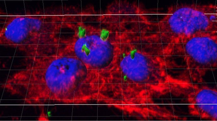 Nanopíldoras Diseñadas Por La UAB Para Actuar En El Interior De Células