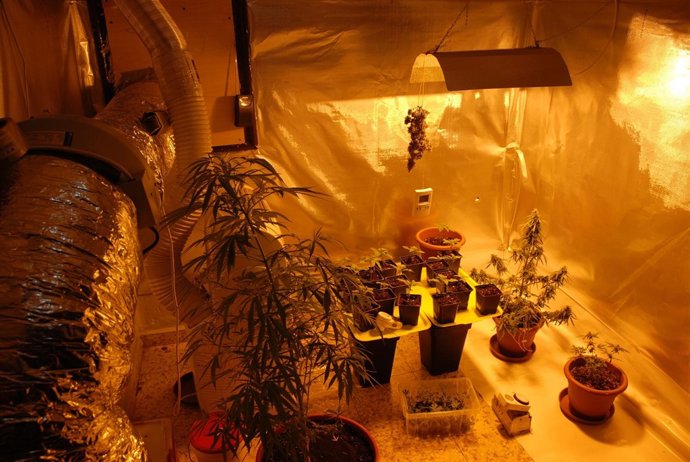 Marihuana intervenida por la Policía Nacional en una vivienda