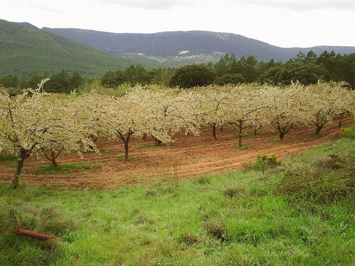 Plantaciones Frutales En El Valle De Las Caderechas (Burgos)