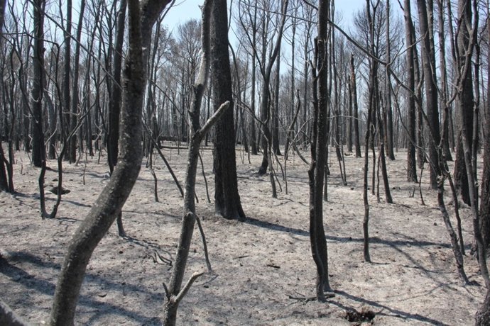 Indencio Del Empordà